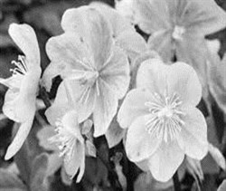 CHRISTMAS ROSE 12-2020