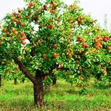 GLORY OF TREES