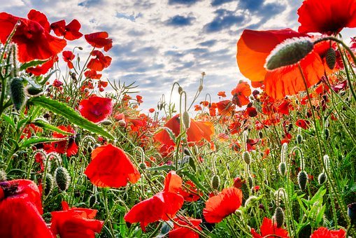 POPPIES pixabay